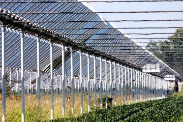 A photo of agrivoltaics in action on a farm.
